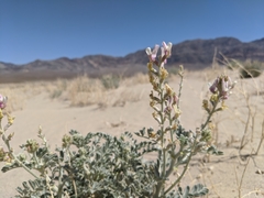 Astragalus lentiginosus micans