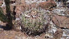 Echinofossulocactus pentacanthus