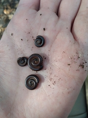 Leptogoniulus sorornus