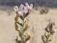 Astragalus lentiginosus micans
