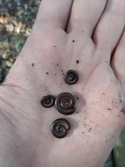 Leptogoniulus sorornus