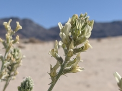 Astragalus lentiginosus micans
