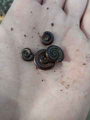 Leptogoniulus sorornus