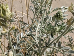 Astragalus lentiginosus micans