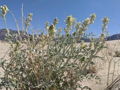 Astragalus lentiginosus micans