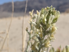 Astragalus lentiginosus micans