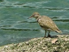 Actitis macularius