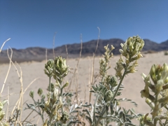 Astragalus lentiginosus micans