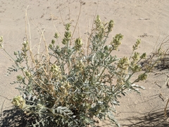 Astragalus lentiginosus micans