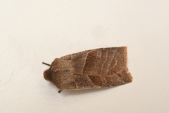 Eupsilia devia