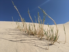 Swallenia alexandrae