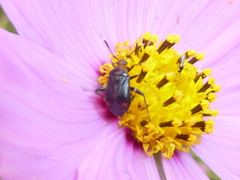 Horciasinus argentinus