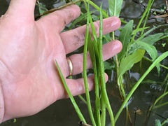 Lilaeopsis carolinensis