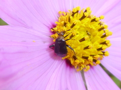 Horciasinus argentinus