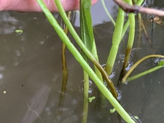 Lilaeopsis carolinensis