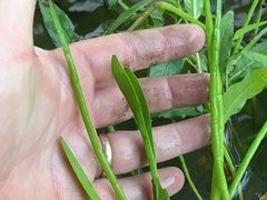 Lilaeopsis carolinensis