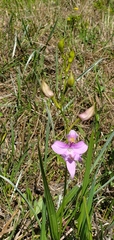Calopogon oklahomensis