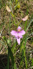 Calopogon oklahomensis