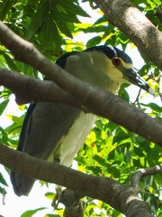 Nycticorax nycticorax