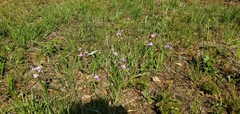 Calopogon oklahomensis