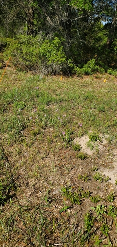 Image of Calopogon oklahomensis by (c) Ayla, some rights reserved (CC BY)