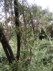 Clematis microphylla microphylla