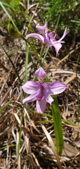 Calopogon oklahomensis