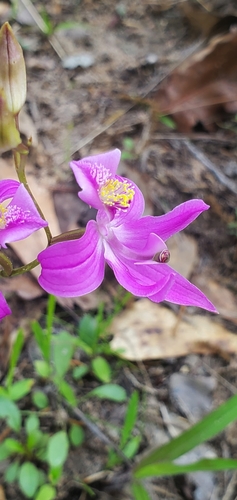 Image of Calopogon oklahomensis by (c) Ayla, some rights reserved (CC BY)