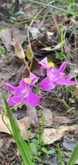 Calopogon oklahomensis