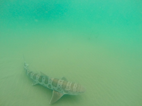 Representative image of Triakidae