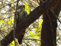 Chordeiles acutipennis