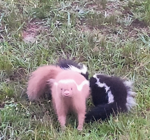 Molina's Hog-nosed Skunk