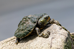 Graptemys geographica