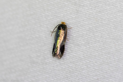 Stigmella resplendensella