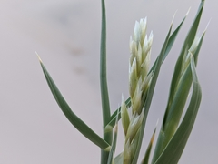 Swallenia alexandrae