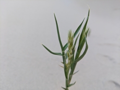 Swallenia alexandrae