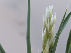 Swallenia alexandrae