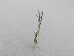 Swallenia alexandrae