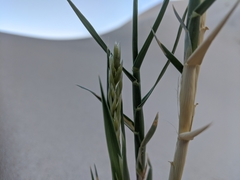 Swallenia alexandrae