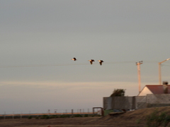 Theristicus melanopis