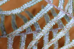 Gleichenia inclusisora