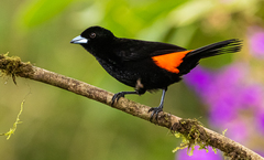 Ramphocelus flammigerus flammigerus