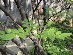 Zanthoxylum bungeanum