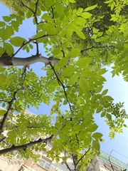 Zanthoxylum bungeanum