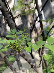 Zanthoxylum bungeanum