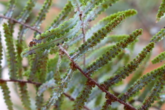 Gleichenia inclusisora