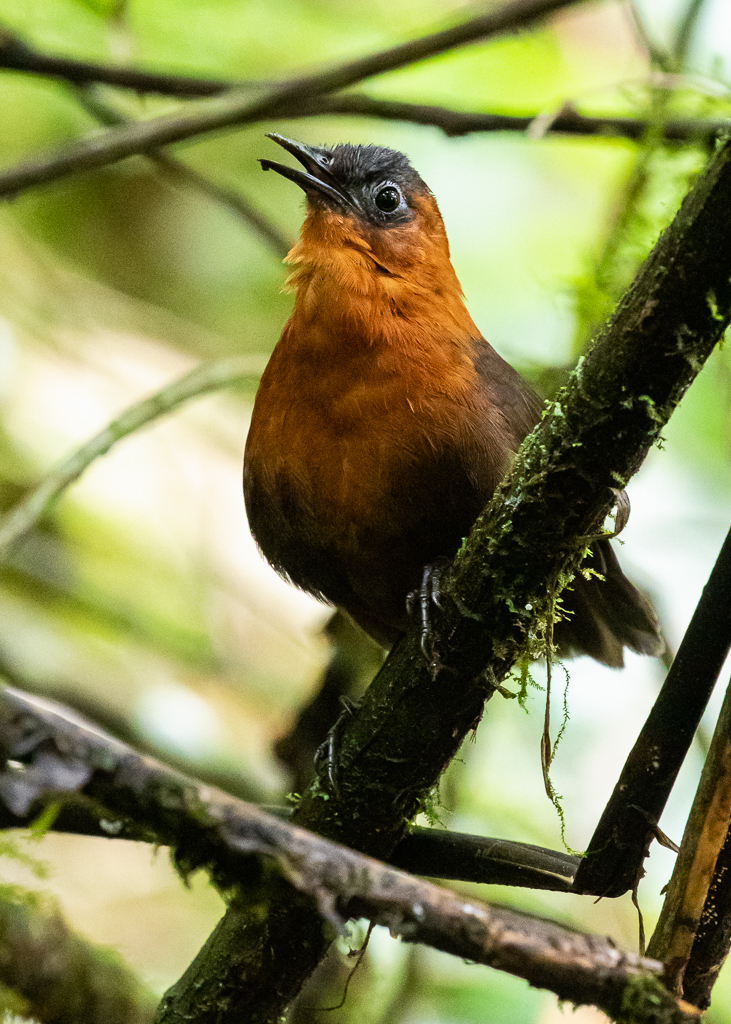 Northern Chestnut-breasted Wren photo