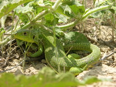 Lacerta diplochondrodes