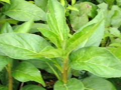 Lobelia cardinalis image