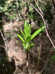 Rhododendron occidentale